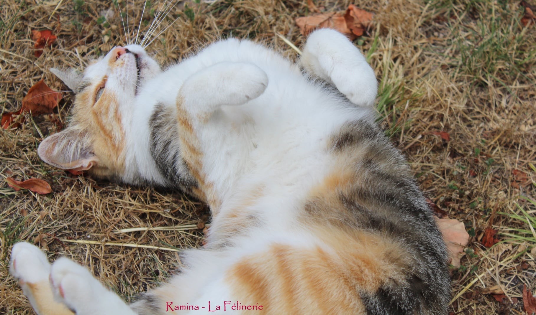 Ramina
