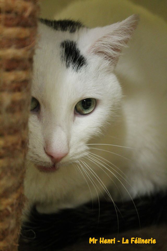 Mr Henri