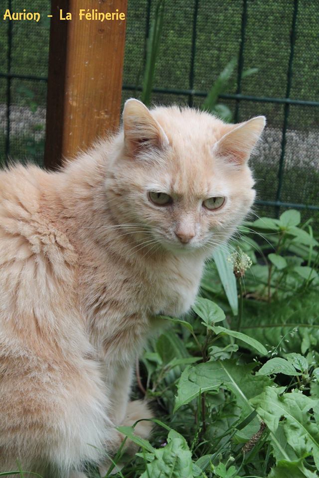 Aurion
