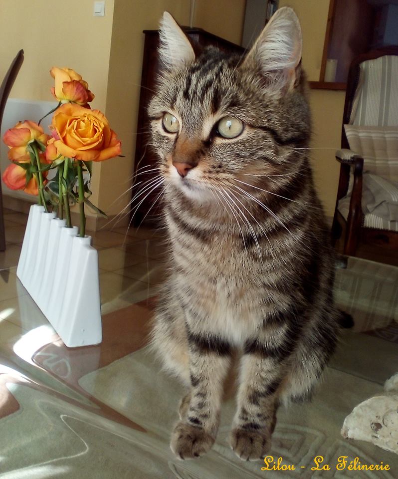 Lilou