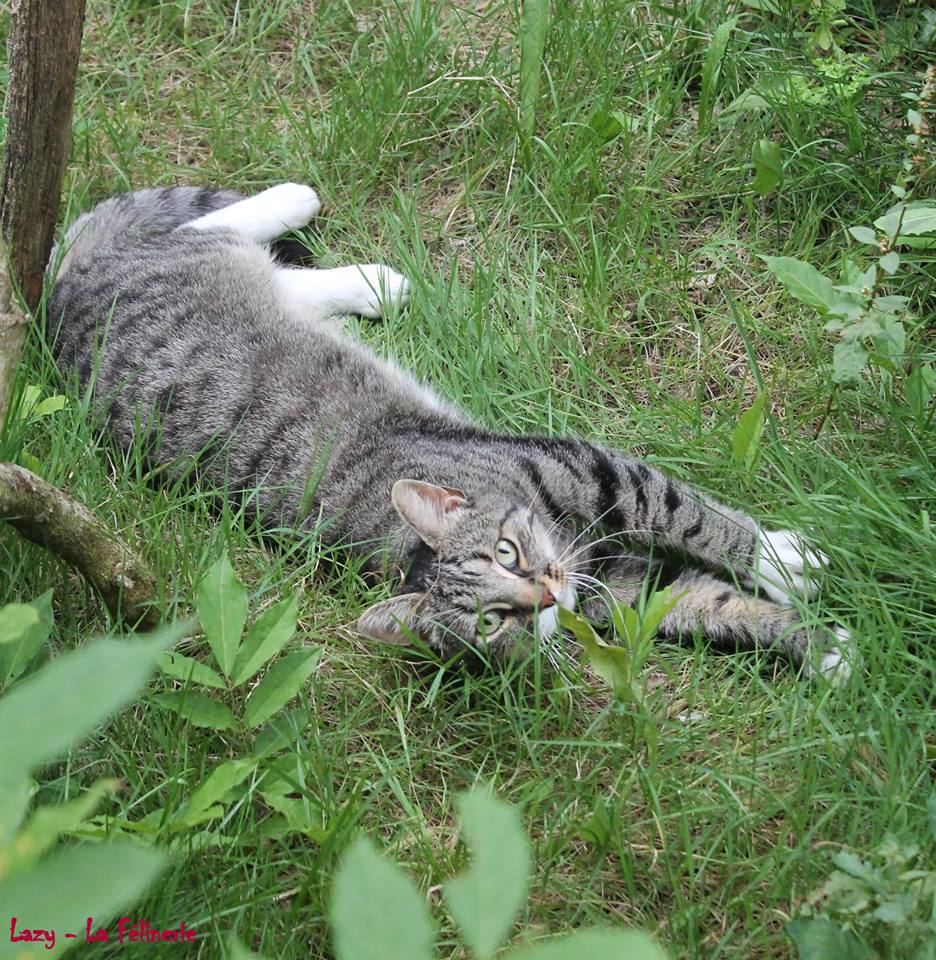 Lazy