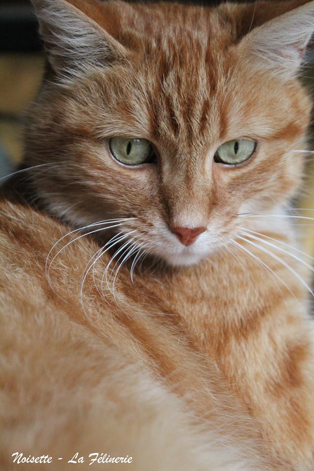 Noisette