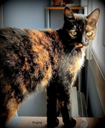 Praline