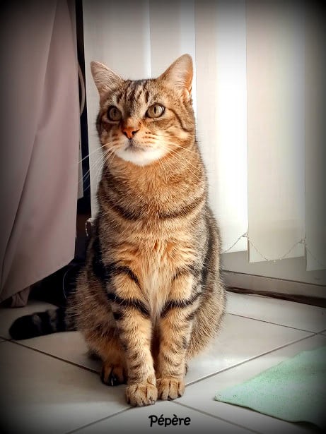 Pépère