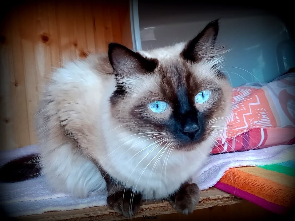 Marcel