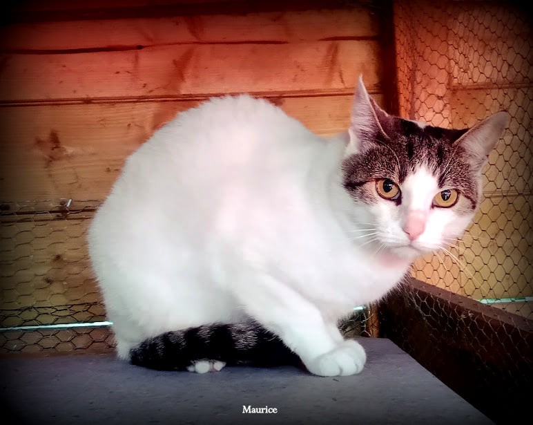 Maurice