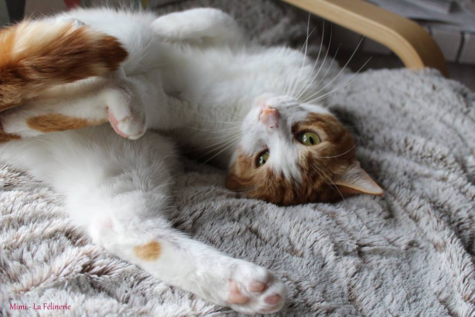 Mimi