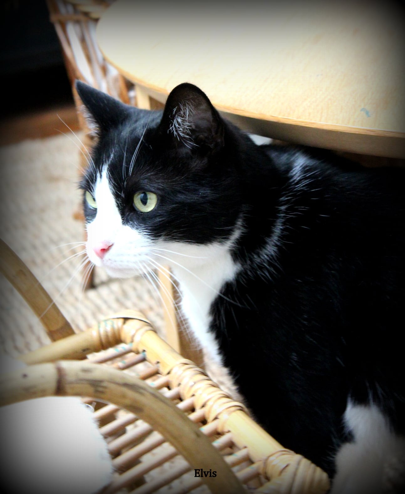 Elvis