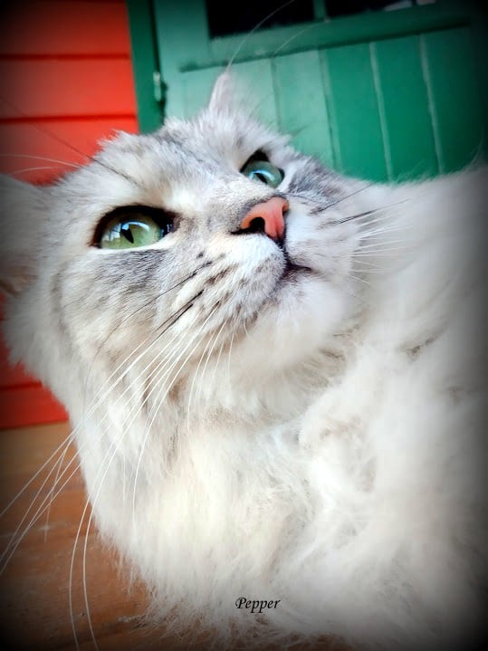 Pepper