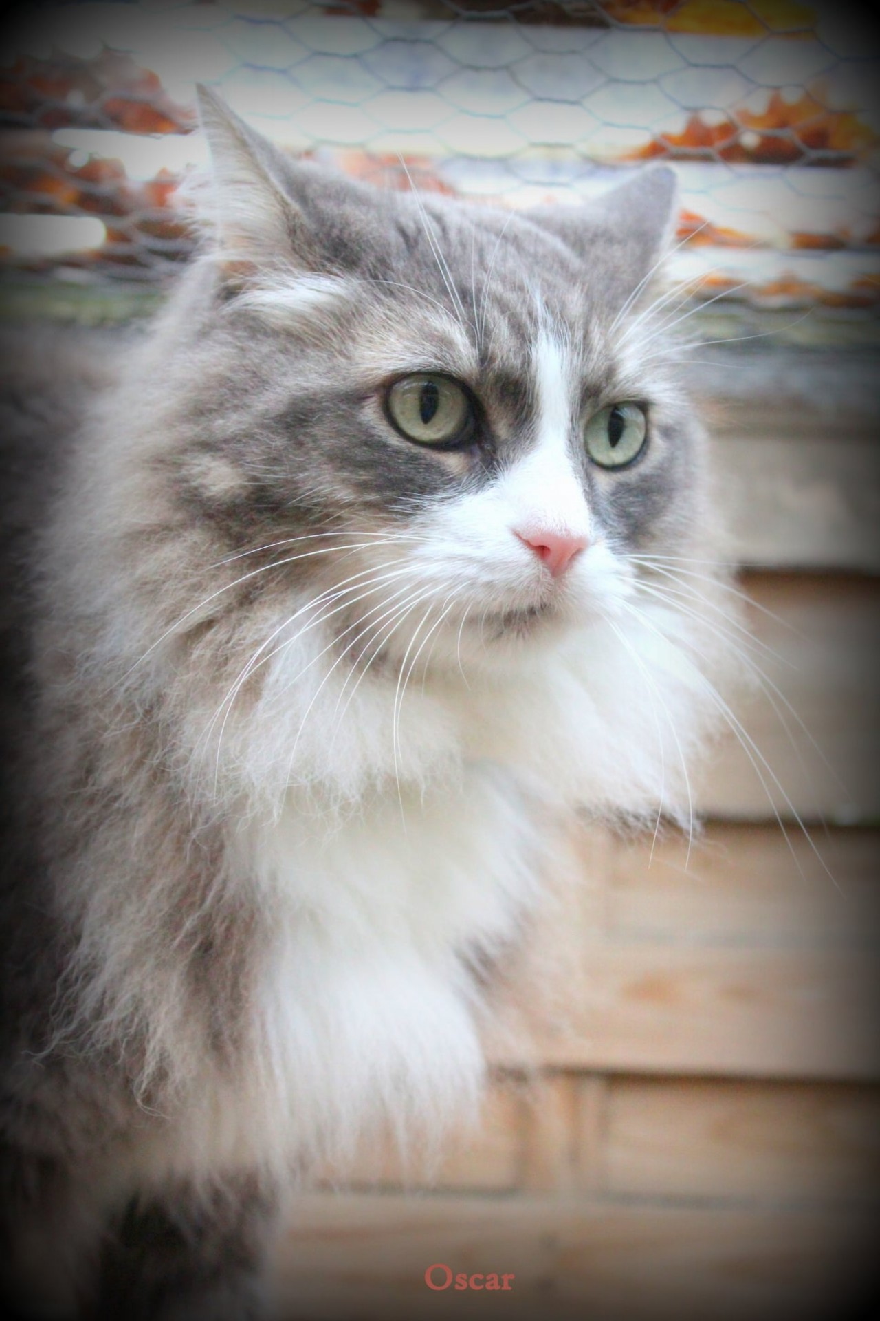 Oscar