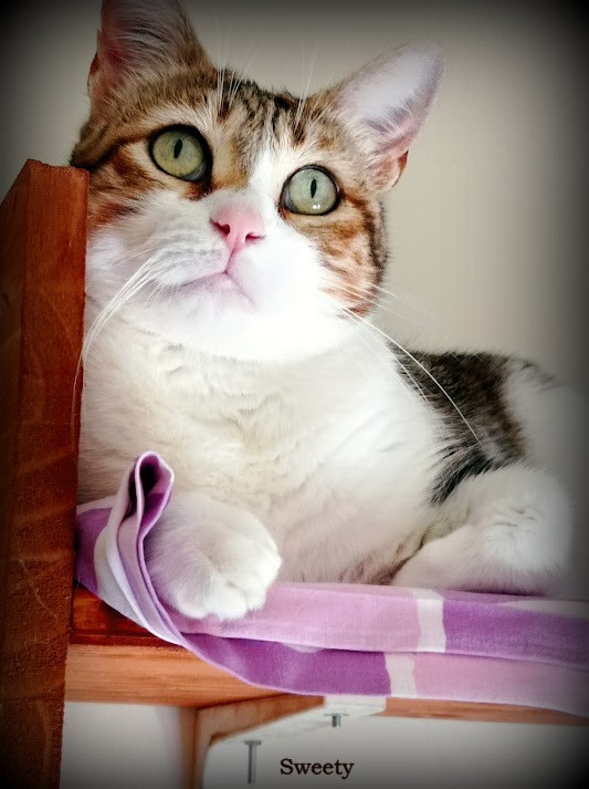 Sweety