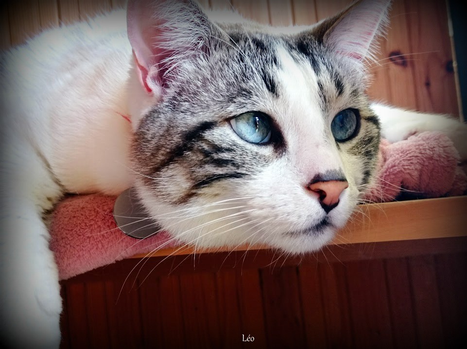 Léo