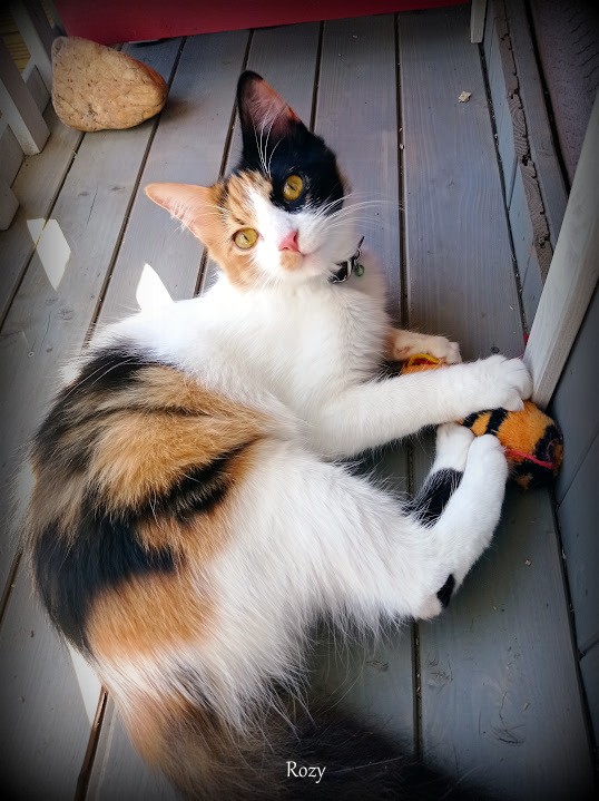 Rosie