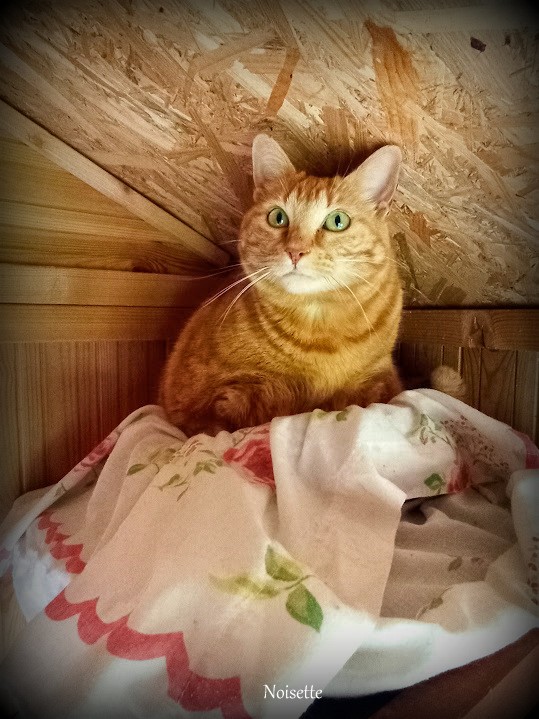 Noisette