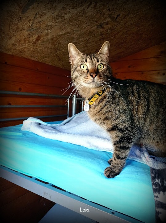 Loki
