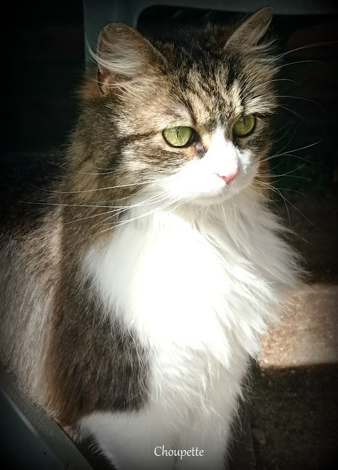  Choupette