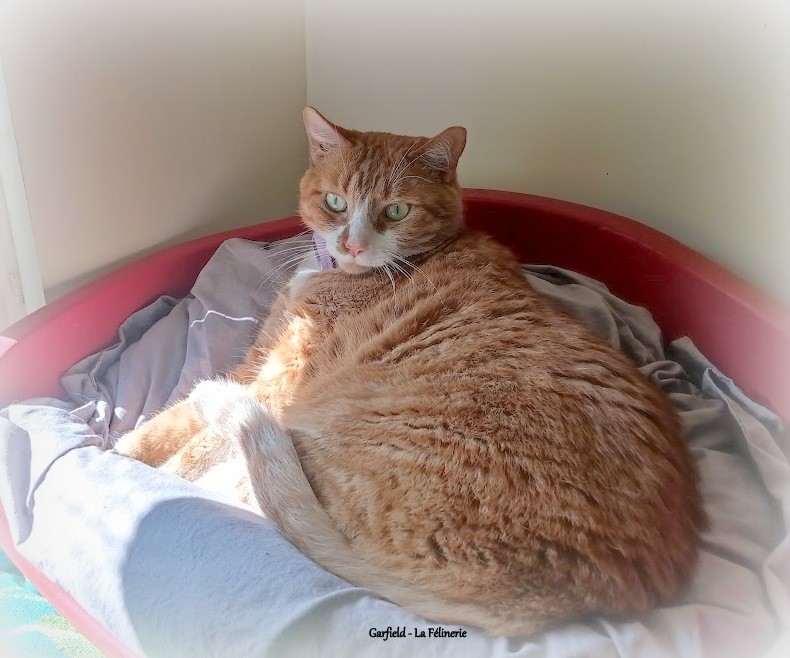 Garfield