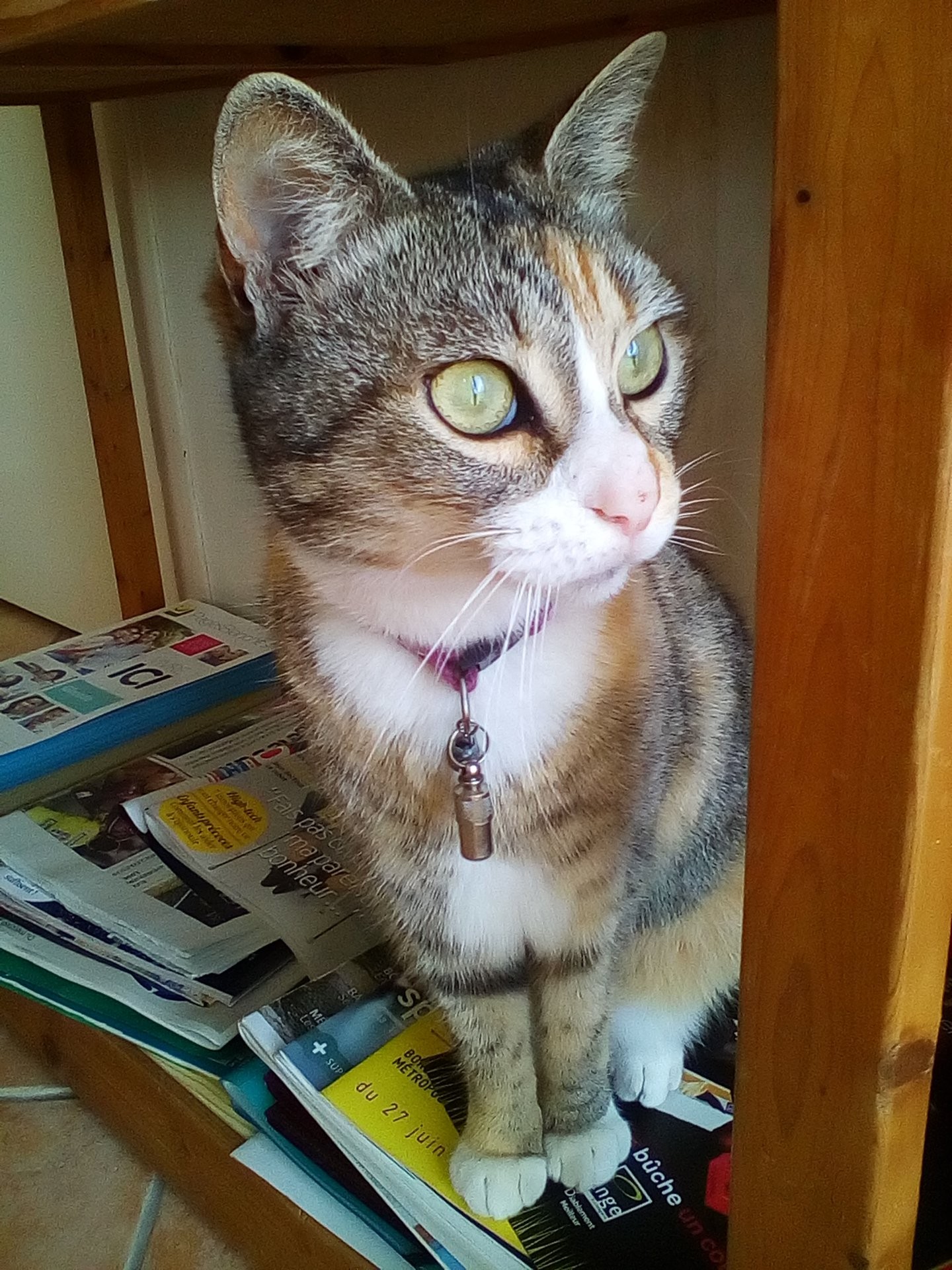 Pâquerette