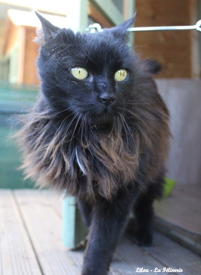 Lilou