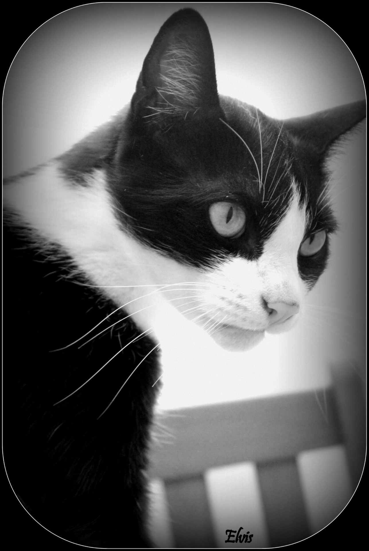 Elvis