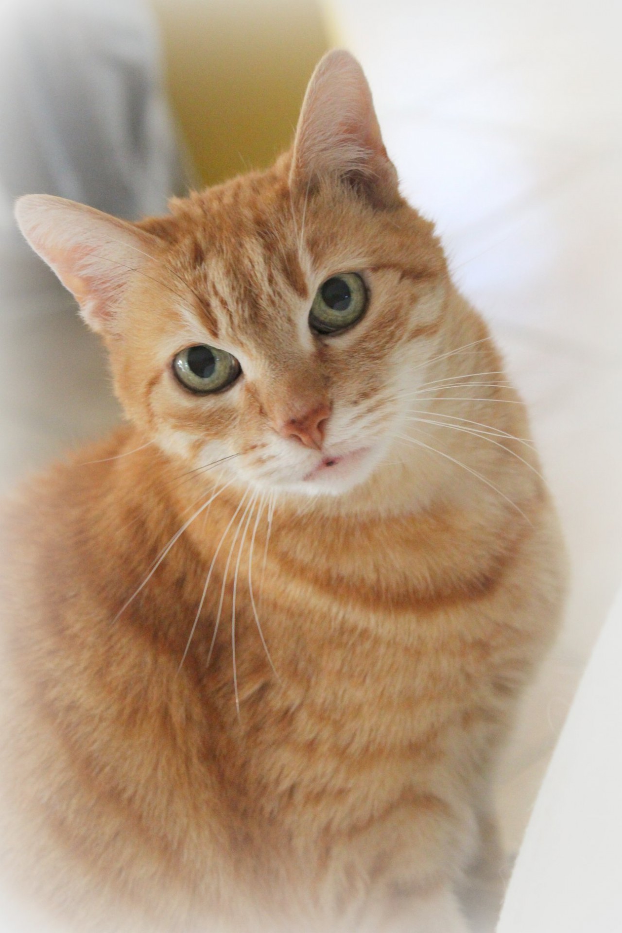 Caramel