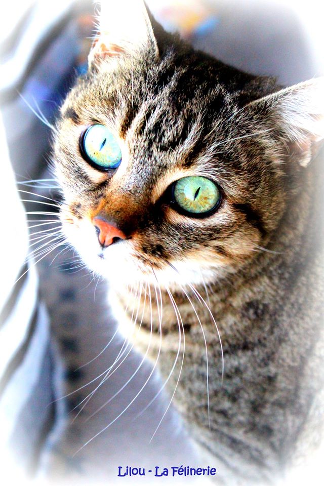 Lilou