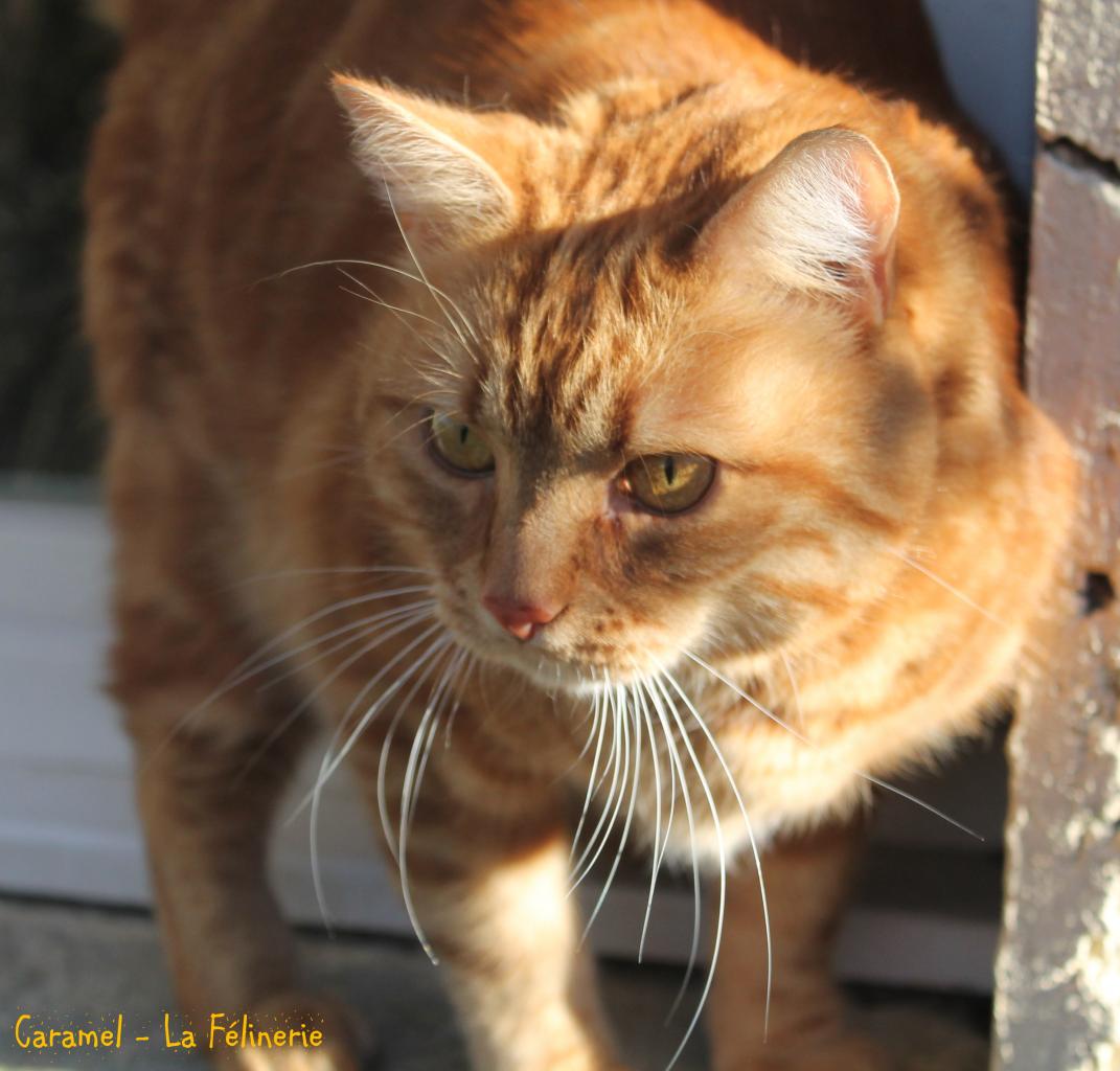 Caramel