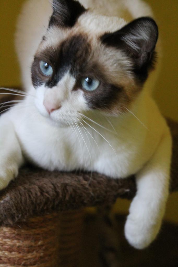 Noisette
