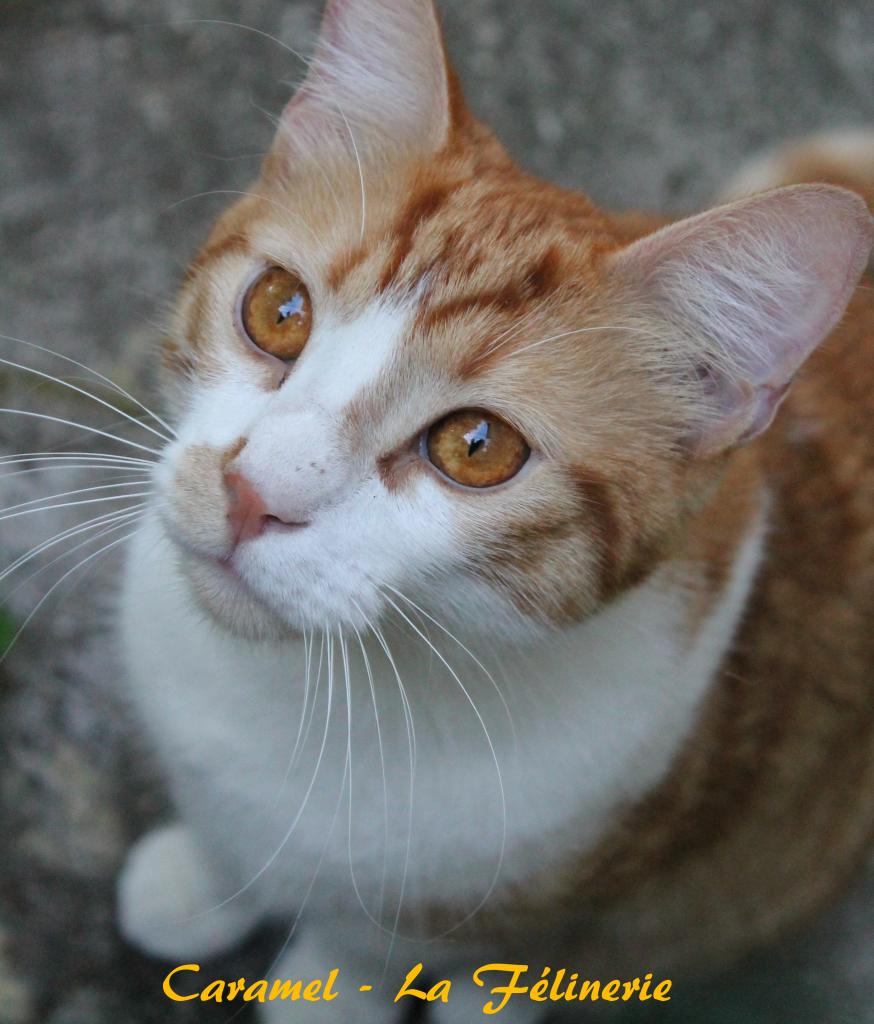 Caramel