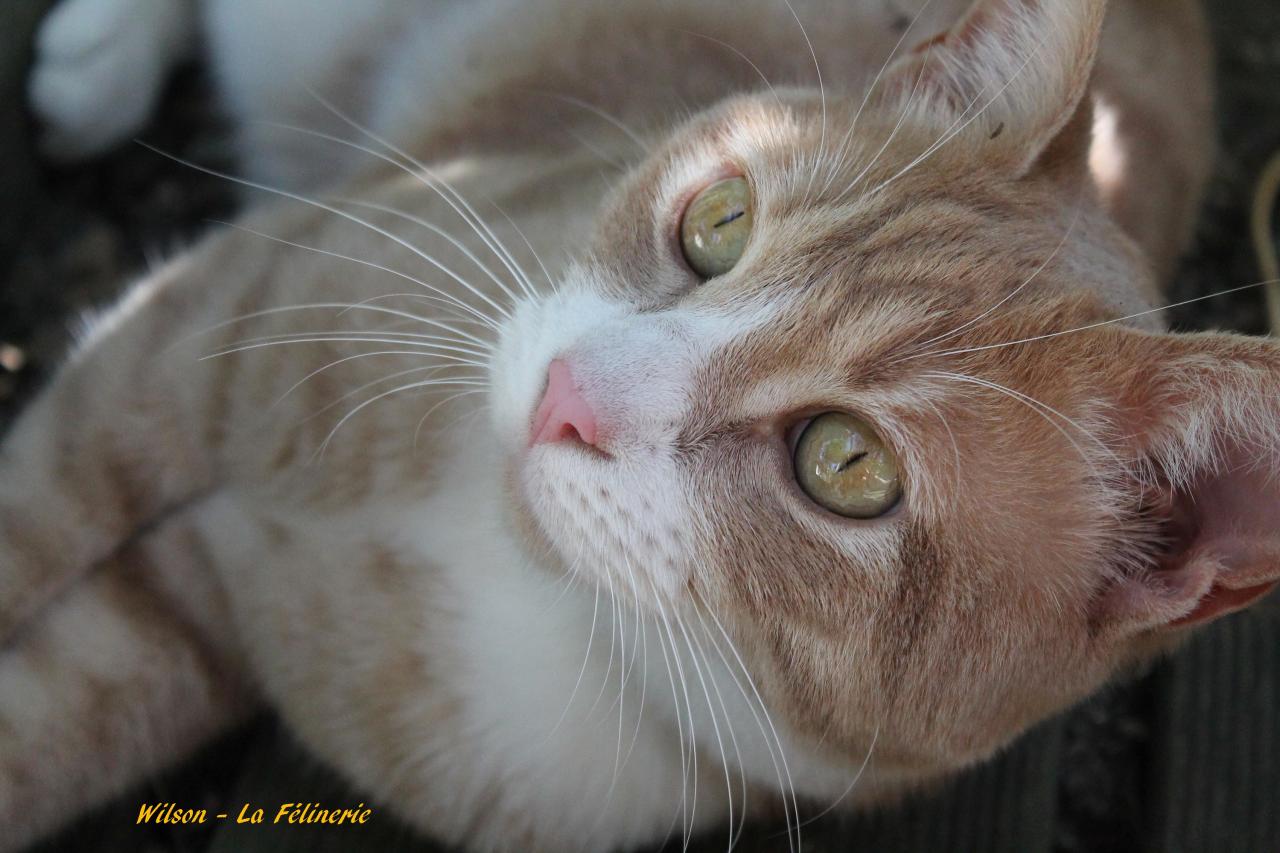 Wilson