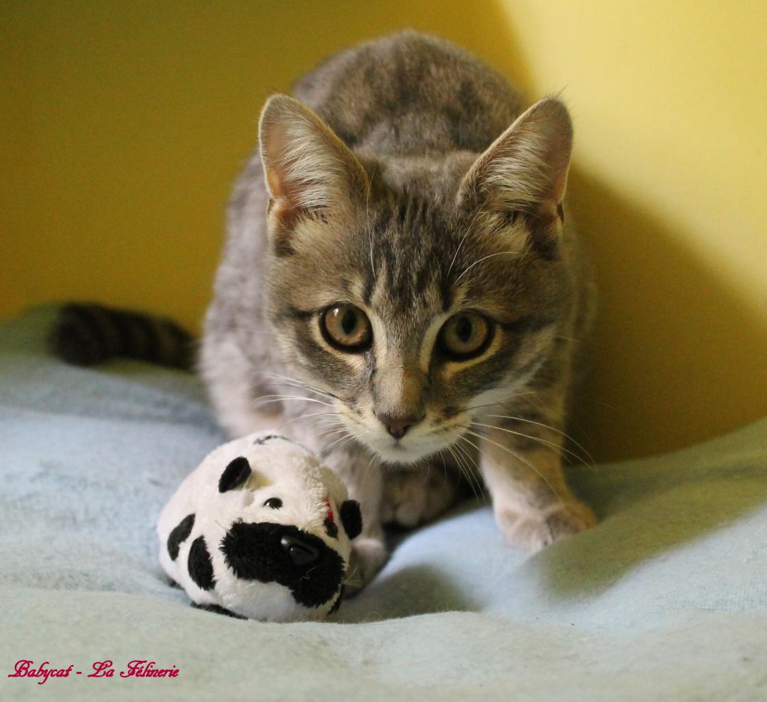 Babycat