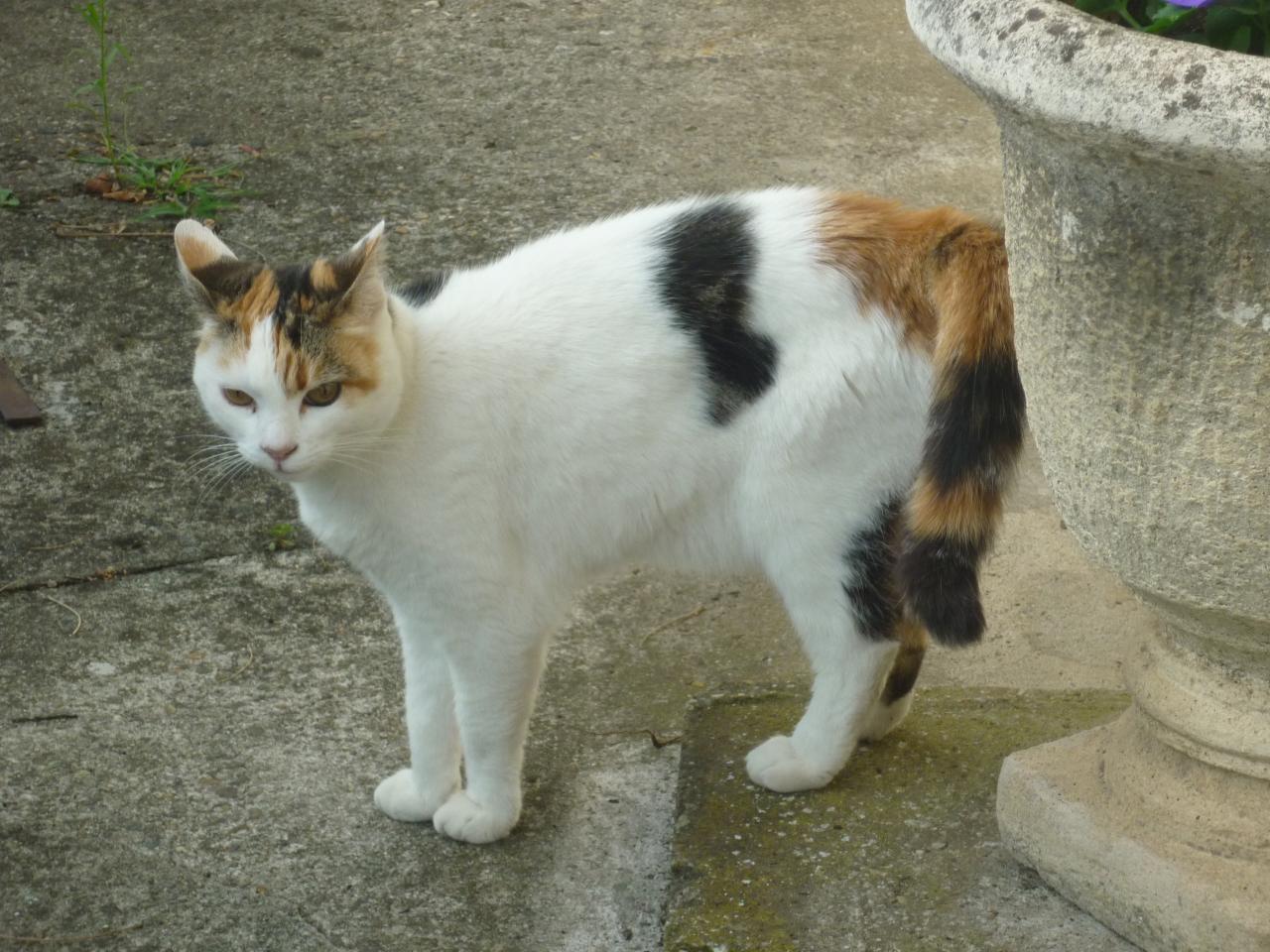 Croquette
