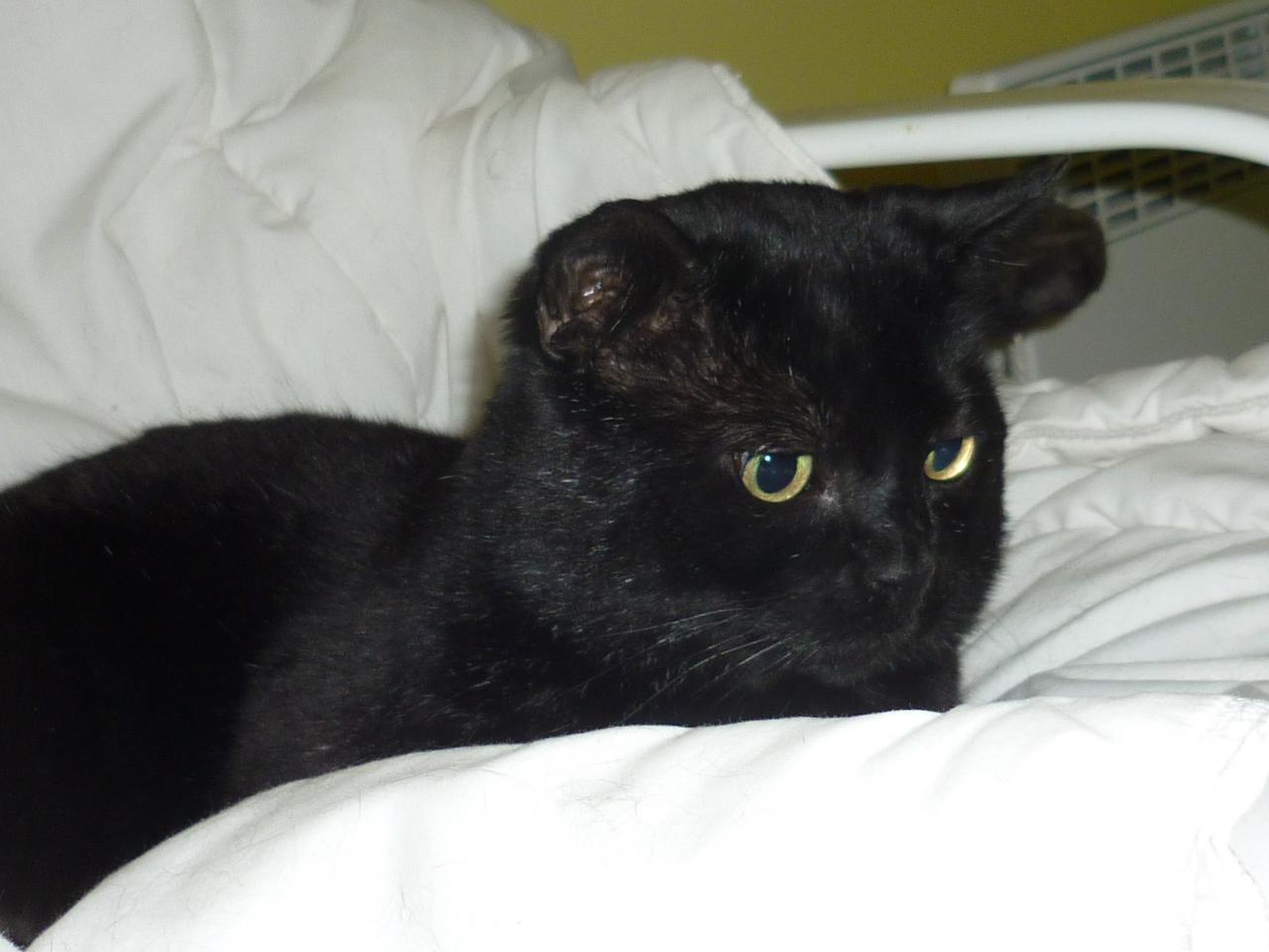 Mitou