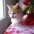 Joyeuses fêtes....!!