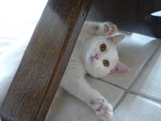 Coucou !